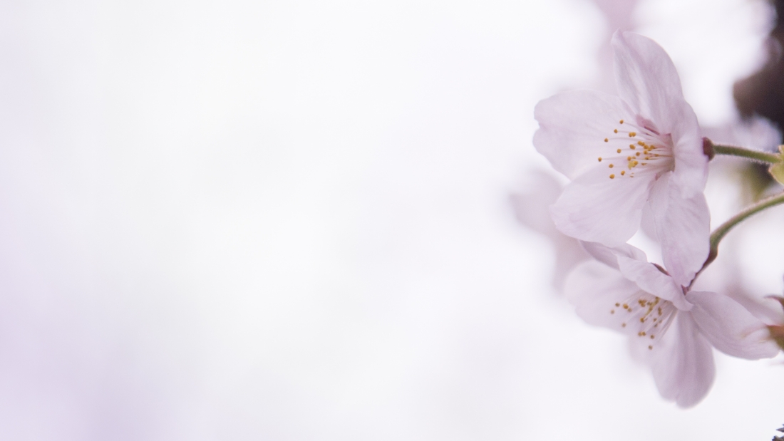 桜の花びらのクローズアップ、淡いピンク色が美しく、春の訪れを感じさせる。